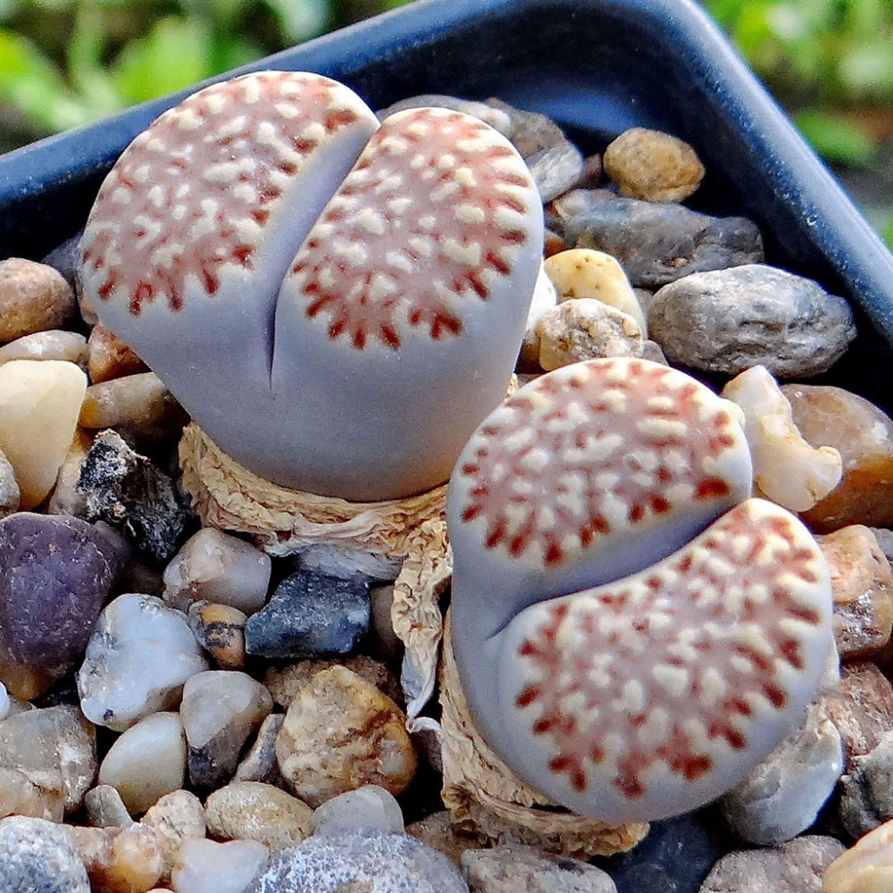 Lithops fulviceps c170