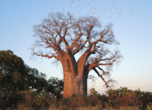 کاشت درخت بائوباب زا (Baobab Za)