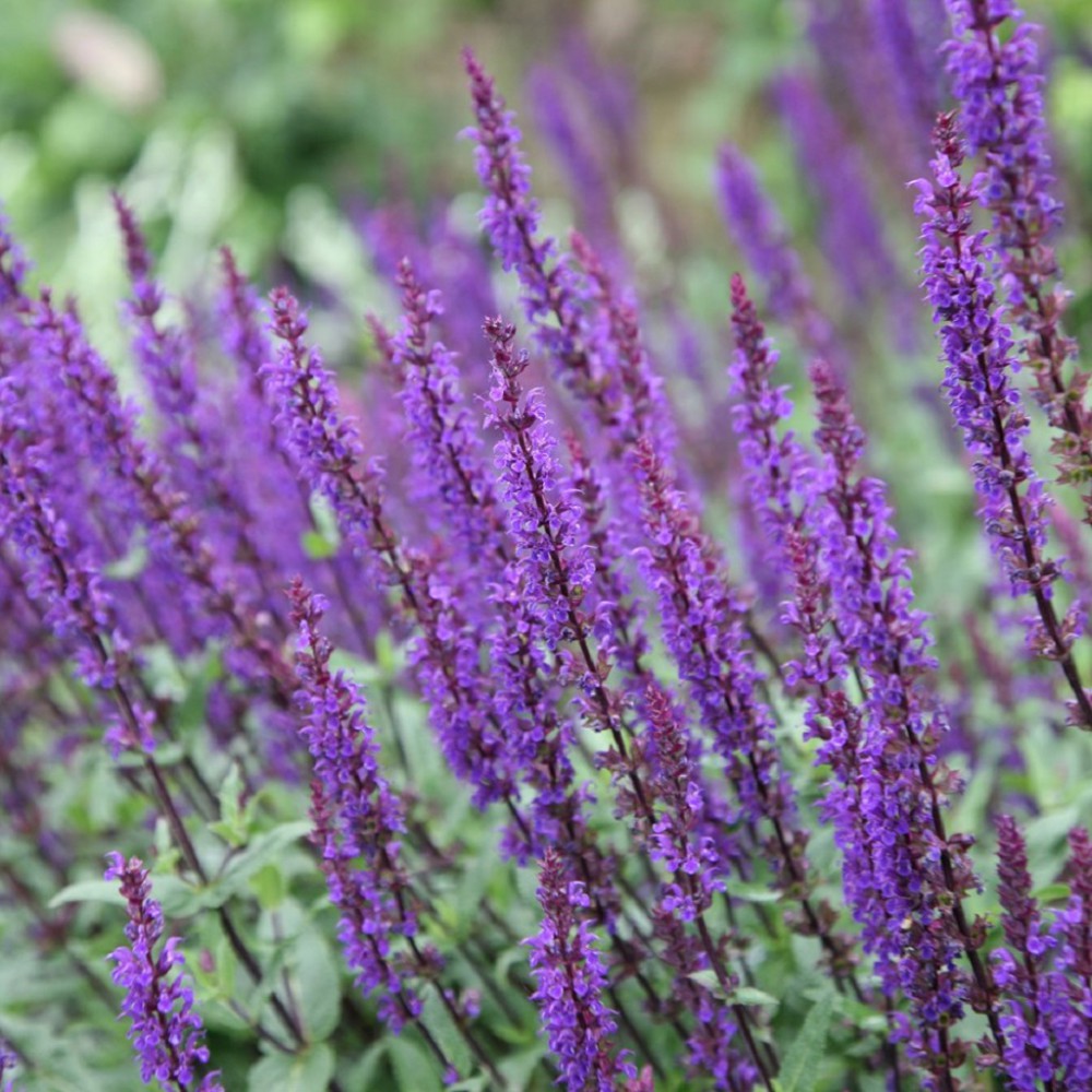 Salvia. Шалфей Дубравный 'Caradonna'. Шалфей Дубравный Карадонна. Сальвия Дубравная (шалфей) Карадонна. Шалфей Дубравный (Salvia nemorosa `Caradonna`).