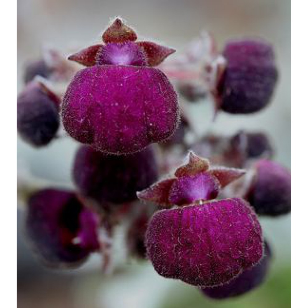 Jovellana violacea