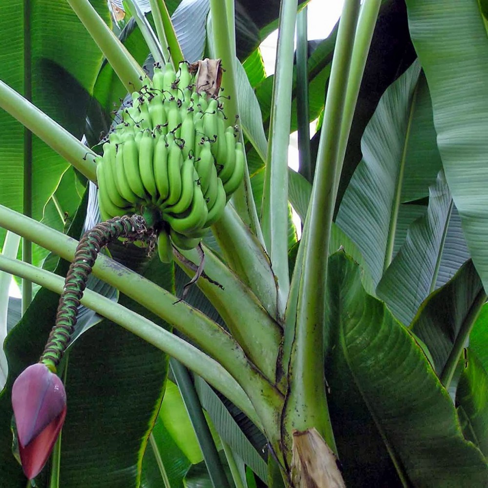 Банановая Пальма плодоношение